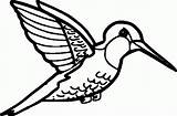 Picaflor Hummingbird Pintar Humming Bird Arica Getdrawings Coloringme sketch template