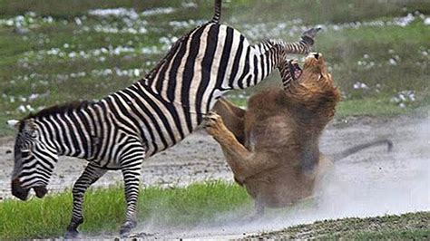 zebra  lion fight  survival wildebeest escaped death   foreign country lion