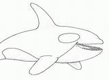 Whale Orca Coloring Killer Pages Drawing Kids Beluga Color Humpback Outline Cute Drawings Realistic Line Printable Dolphin Draw Print Getdrawings sketch template