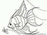 Tropical Luau Megaphone Angelfish Cheer Archerfish Animalia Coloringhome sketch template