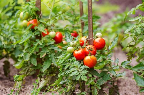 tomato plants  thrive homemakingcom homemaking  daily disciplines