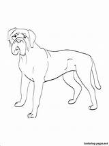 Coloring Bullmastiff Pages Mastiff Getcolorings Printable 750px 87kb sketch template