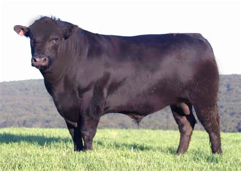 beef cattle breeds nettleton ffa quiz trivia questions