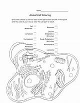 Cell Coloring Animal Bacteria Pages Worksheet Cytoplasm Drawing Cycle Getdrawings Color Getcolorings Print Sheet Library Clipart Popular sketch template