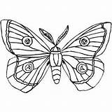 Moth Coloring Printable Silk Pages Butterfly Drawing Cocoon Designlooter Insects Color Colouring 300px 92kb Getcolorings Getdrawings Freeprintablecoloringpages sketch template