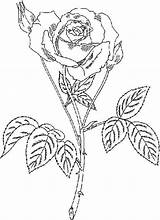 Thorn Coloring Pages Getcolorings Rose sketch template