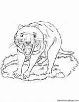 Tasmanian Mammals sketch template
