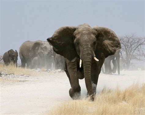 charging elephant animals pinterest