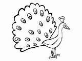 Burung Mewarnai Merak Paon Mewarna Peacocks Flamingo Feathers Paud Coloriages Warni Ayam Kupu Kertas Segera Turun Muat Ashgive Himpunan Terbaik sketch template