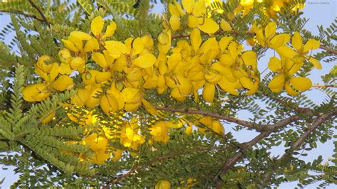 petrine mikaelsen small yellow flowering tree florida peltophorum