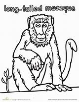 Macaque Coloring Tailed Japanese Long Education 389px 3kb Pages Color sketch template