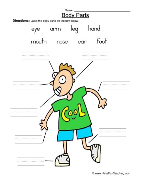 human body parts worksheet  fun teaching