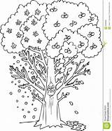 Seasons Coloring Tree Four Season Printable Apple Illustration Vector Worksheet Autumn Worksheeto Worksheets Via Digital Preview sketch template