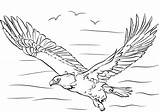 Eagle Coloring Bald Pages Wings Printable Spread Flying Drawing Kids sketch template