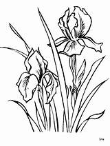 Iris Coloring Flower Pages Colouring sketch template