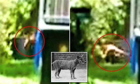 thylacine thought to be extinct caught on camera in a south
