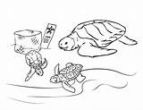 Turtle Coloring Pages Sea Turtles Printable Kids Animal Nemo Color Finding Book Print Rocks Getdrawings Bestcoloringpagesforkids Getcolorings sketch template