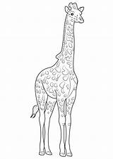 Colorare Giraffa Disegno Pianetabambini Lacocinadenova sketch template