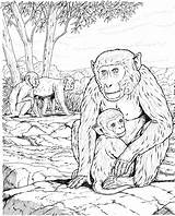 Coloring Monkey Pages Realistic Baby Monkeys Primate Adults Popular sketch template