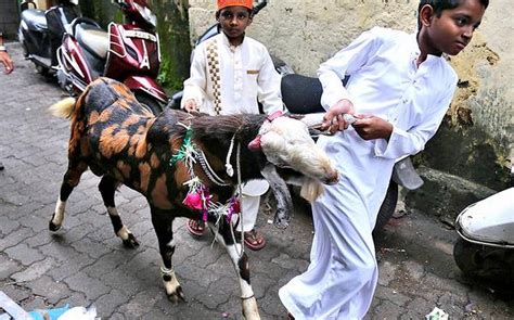 slaughter goats kindly peta india supports killing  animals  eid  tatva