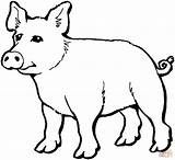 Coloring Pig Pages Outline Clipart Drawing Clip Pigs Hans Animal Printable Kids Im Web sketch template