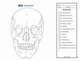 Skeletal Coloring System Subject sketch template