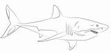 Squalo Tiburon Dibujo Grande Tiburones Requin Stampare Printmania Tigre Sharks Pesci Leuca sketch template