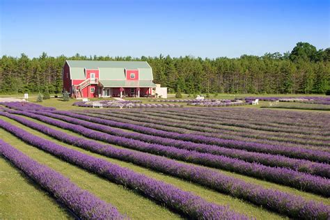 sweet smell  lavender  draw    wisconsin island