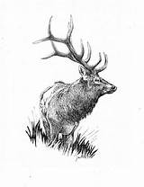 Elk Lightner Bugling 10th sketch template
