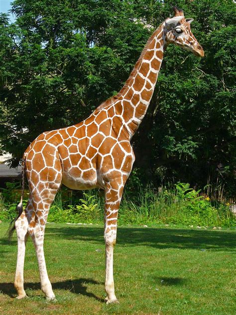giraffa reticulata wikipedia la enciclopedia libre