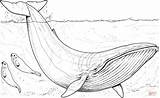 Disegni Balenottera Azzurra Cucciolo Whales Seals sketch template