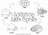 Cycle Life Coloring Ladybug Butterfly Craft Pages Worksheet Kids Preschool Bug Frog Lady Color Worksheets Printable Lifecycle Preschoolactivities Kindergarten Crafts sketch template