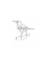 Thrasher Coloring Brown Bird Song sketch template