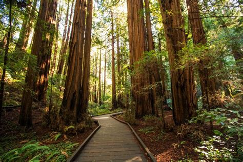 these are the best forests in california