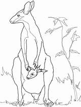 Animal Coloring Wallaby Template Australian Kangaroo Pages Templates Rock Animals Outline Drawing Colouring Baby Printable Drawings Kids Crafts Mother Shapes sketch template