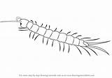 Draw Centipede Drawing Sketch Step Drawings Insects Paintingvalley Learn Tutorial Tutorials Drawingtutorials101 sketch template