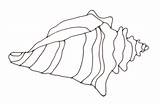 Conch Drawing Shell Draw Clipart Conk Cliparts Line Sketch Clip Flies Lord Outline Community Drawings Library Clipartbest Getdrawings Attribution Forget sketch template