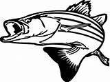 Bass Drawing Fish Fishing Coloring Pages Getdrawings sketch template