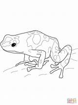 Frog Dart Poison Coloring Pages Yellow Banded Printable Drawing Drawings Color Blue Dot Popular sketch template