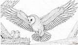 Ausmalbilder Prey Schleiereule Sowa Owls Babies Kolorowanka Animals sketch template
