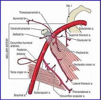 related image detail human anatomy  physiology diagnostic medical sonography arteries