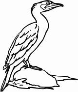 Cormorant Drawing Clipartmag sketch template