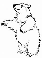 Orsi Orso Pianetabambini Stampare Polare Animali Polar Realistici sketch template