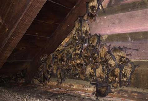 bats  attic batpro wildlife pest control llc