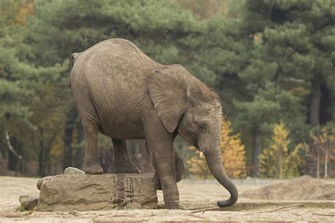 afrikaanse olifant safaripark beekse bergen hilvarenbe flickr