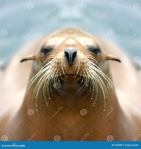 zeeleeuw stock foto beeld