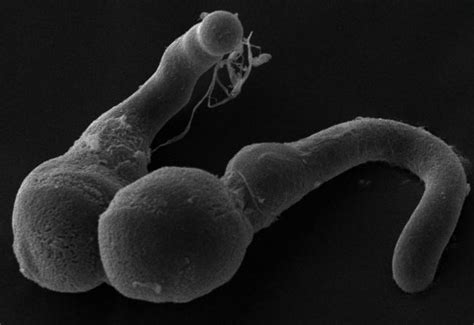 Plant Parts Release Sperm When Squeezed Plant Sex Live Science