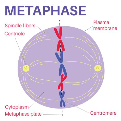 metaphase   stage  mitosis   eukaryotic cell cycle