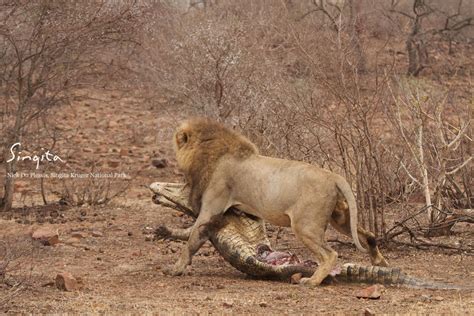 kruger lion takes   crocodile  wins sun safaris travel blog