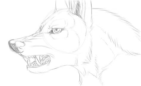 wolf growl sketch  xwolfpackleaderx  deviantart